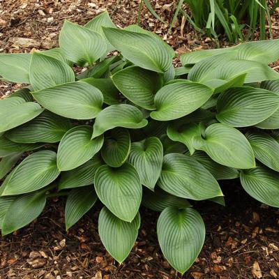 Hosta 'Devon Green'